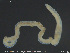  ( - CE32501)  @11 [ ] Creative Commons  Attribution Non-Commercial Share-Alike (2019) NTNU University Museum, Department of Natural History NTNU University Museum, Department of Natural History