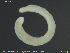 ( - CE32728)  @11 [ ] Creative Commons  Attribution Non-Commercial Share-Alike (2019) NTNU University Museum, Department of Natural History NTNU University Museum, Department of Natural History