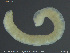  ( - CE32759)  @11 [ ] Creative Commons  Attribution Non-Commercial Share-Alike (2019) NTNU University Museum, Department of Natural History NTNU University Museum, Department of Natural History
