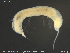  ( - CE33053)  @11 [ ] Creative Commons  Attribution Non-Commercial Share-Alike (2019) NTNU University Museum, Department of Natural History NTNU University Museum, Department of Natural History