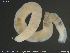  ( - CE34368)  @11 [ ] Creative Commons  Attribution Non-Commercial Share-Alike (2019) NTNU University Museum, Department of Natural History NTNU University Museum, Department of Natural History