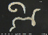  ( - CE34389)  @11 [ ] Creative Commons  Attribution Non-Commercial Share-Alike (2019) NTNU University Museum, Department of Natural History NTNU University Museum, Department of Natural History