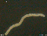  (Haber - CE35430)  @11 [ ] CreativeCommons - Attribution Non-Commercial Share-Alike (2018) Christer Erseus University of Gothenburg