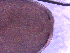  ( - BON_50_2020)  @11 [ ] CreativeCommons - Attribution Share-Alike (2023) Eric Sanford University of California, Davis