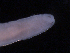  ( - BON_60_2020)  @11 [ ] CreativeCommons - Attribution Share-Alike (2023) Eric Sanford University of California, Davis