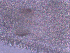  ( - BON_61_2020)  @11 [ ] CreativeCommons - Attribution Share-Alike (2023) Eric Sanford University of California, Davis