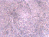  ( - BON_77_2020)  @11 [ ] CreativeCommons - Attribution Share-Alike (2024) Eric Sanford University of California, Davis