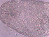  ( - BON_77_2020)  @11 [ ] CreativeCommons - Attribution Share-Alike (2024) Eric Sanford University of California, Davis