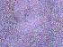  ( - BON_78_2020)  @11 [ ] CreativeCommons - Attribution Share-Alike (2024) Eric Sanford University of California, Davis
