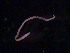 ( - BON_85_2020)  @11 [ ] CreativeCommons - Attribution Share-Alike (2024) Eric Sanford University of California, Davis