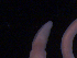  ( - BON_85_2020)  @11 [ ] CreativeCommons - Attribution Share-Alike (2024) Eric Sanford University of California, Davis