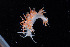  ( - NTNU-VM-76160)  @11 [ ] Creative Commons  Attribution Non-Commercial Share-Alike (2019) NTNU University Museum, Department of Natural History NTNU University Museum, Department of Natural History