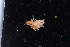  ( - NTNU-VM-76161)  @11 [ ] Creative Commons  Attribution Non-Commercial Share-Alike (2019) NTNU University Museum, Department of Natural History NTNU University Museum, Department of Natural History