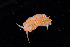  ( - NTNU-VM-76247)  @11 [ ] Creative Commons  Attribution Non-Commercial Share-Alike (2019) NTNU University Museum, Department of Natural History NTNU University Museum, Department of Natural History