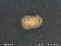  (Knoutsodonta sparsa - NTNU-VM-68607)  @11 [ ] Creative Commons  Attribution Non-Commercial Share-Alike (2019) NTNU University Museum, Department of Natural History NTNU University Museum, Department of Natural History