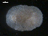 (Knoutsodonta depressa - TB433)  @13 [ ] CreativeCommons - Attribution Non-Commercial Share-Alike (2011) NTNU Vitenskapsmuseet NTNU Museum of Natural History and Archaeology