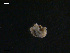  (Palio - TB441)  @13 [ ] CreativeCommons - Attribution Non-Commercial Share-Alike (2011) NTNU Vitenskapsmuseet NTNU Museum of Natural History and Archaeology