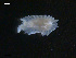  ( - TB445)  @13 [ ] CreativeCommons - Attribution Non-Commercial Share-Alike (2011) NTNU Vitenskapsmuseet NTNU Museum of Natural History and Archaeology
