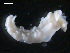  ( - TB463)  @12 [ ] CreativeCommons - Attribution Non-Commercial Share-Alike (2011) NTNU Vitenskapsmuseet NTNU Museum of Natural History and Archaeology