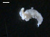  ( - TB465)  @12 [ ] CreativeCommons - Attribution Non-Commercial Share-Alike (2011) NTNU Vitenskapsmuseet NTNU Museum of Natural History and Archaeology