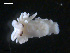  ( - TB467)  @13 [ ] CreativeCommons - Attribution Non-Commercial Share-Alike (2011) NTNU Vitenskapsmuseet NTNU Museum of Natural History and Archaeology