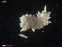  (Catriona - TB514)  @14 [ ] CreativeCommons - Attribution Non-Commercial Share-Alike (2011) NTNU Vitenskapsmuseet NTNU Museum of Natural History and Archaeology