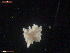 (Coryphella gracilis - TB518)  @13 [ ] CreativeCommons - Attribution Non-Commercial Share-Alike (2011) NTNU Vitenskapsmuseet NTNU Museum of Natural History and Archaeology