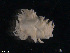  (Berghia norvegica - TB603)  @12 [ ] CreativeCommons - Attribution Non-Commercial Share-Alike (2012) NTNU Vitenskapsmuseet NTNU Museum of Natural History and Archaeology
