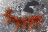  ( - NTNU-VM-76147)  @11 [ ] Creative Commons  Attribution Non-Commercial Share-Alike (2019) University of Bergen Natural History Collections
