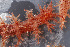  ( - NTNU-VM-76147)  @11 [ ] Creative Commons  Attribution Non-Commercial Share-Alike (2019) University of Bergen Natural History Collections