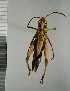  ( - NHMO10021309)  @12 [ ] No Rights Reserved (2013) Unspecified University of Oslo, Natural History Museum