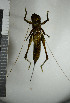  ( - NHMO10021374)  @11 [ ] No Rights Reserved (2013) Unspecified University of Oslo, Natural History Museum