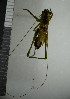  ( - NHMO10021376)  @11 [ ] No Rights Reserved (2013) Unspecified University of Oslo, Natural History Museum