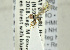  ( - NHMO-ENT-440724)  @12 [ ] CreativeCommons - Attribution Non-Commercial Share-Alike (2019) Unspecified University of Oslo, Natural History Museum