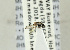  ( - NHMO-ENT-440931)  @12 [ ] CreativeCommons - Attribution Non-Commercial Share-Alike (2019) Unspecified University of Oslo, Natural History Museum