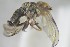  ( - NHMO-ENT-299119)  @11 [ ] CreativeCommons - Attribution Non-Commercial Share-Alike (2019) Unspecified University of Oslo, Natural History Museum