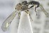  ( - NHMO-ENT-441390)  @12 [ ] CreativeCommons - Attribution Non-Commercial Share-Alike (2019) Unspecified University of Oslo, Natural History Museum