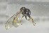  ( - NHMO-ENT-441104)  @12 [ ] CreativeCommons - Attribution Non-Commercial Share-Alike (2019) Unspecified University of Oslo, Natural History Museum
