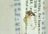  ( - NHMO-ENT-440825)  @12 [ ] CreativeCommons - Attribution Non-Commercial Share-Alike (2019) Unspecified University of Oslo, Natural History Museum