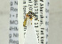  ( - NHMO-ENT-440733)  @12 [ ] CreativeCommons - Attribution Non-Commercial Share-Alike (2019) Unspecified University of Oslo, Natural History Museum