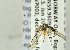  ( - NHMO-ENT-440680)  @11 [ ] CreativeCommons - Attribution Non-Commercial Share-Alike (2019) Unspecified University of Oslo, Natural History Museum