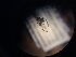  ( - NHMO-ENT-299002)  @12 [ ] CreativeCommons - Attribution Non-Commercial Share-Alike (2018) Unspecified University of Oslo, Natural History Museum