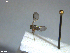  ( - NHMO-ENT-293108)  @12 [ ] CreativeCommons - Attribution Non-Commercial Share-Alike (2018) Unspecified University of Oslo, Natural History Museum