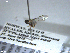  ( - NHMO-ENT-281230)  @12 [ ] CreativeCommons - Attribution Non-Commercial Share-Alike (2018) Unspecified University of Oslo, Natural History Museum