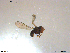  ( - NTNU-VM-203561)  @12 [ ] CreativeCommons - Attribution Non-Commercial Share-Alike (2018) Unspecified University of Oslo, Natural History Museum