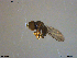  ( - NTNU-VM-203588)  @11 [ ] CreativeCommons - Attribution Non-Commercial Share-Alike (2018) Unspecified University of Oslo, Natural History Museum