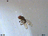  ( - NTNU-VM-203603)  @12 [ ] CreativeCommons - Attribution Non-Commercial Share-Alike (2018) Unspecified University of Oslo, Natural History Museum