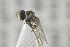 ( - NHMO-ENT-441375)  @12 [ ] CreativeCommons - Attribution Non-Commercial Share-Alike (2019) Unspecified University of Oslo, Natural History Museum