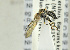  ( - NHMO-ENT-440971)  @11 [ ] CreativeCommons - Attribution Non-Commercial Share-Alike (2019) Unspecified University of Oslo, Natural History Museum