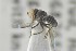  ( - NHMO-ENT-440938)  @12 [ ] CreativeCommons - Attribution Non-Commercial Share-Alike (2019) Unspecified University of Oslo, Natural History Museum